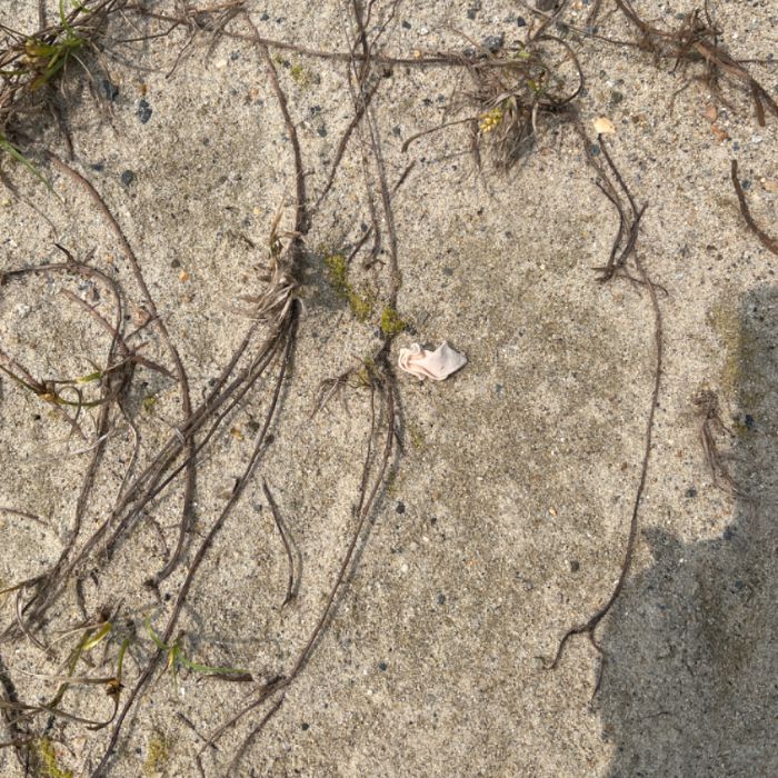  서천군.동네.쓰레기.플로깅