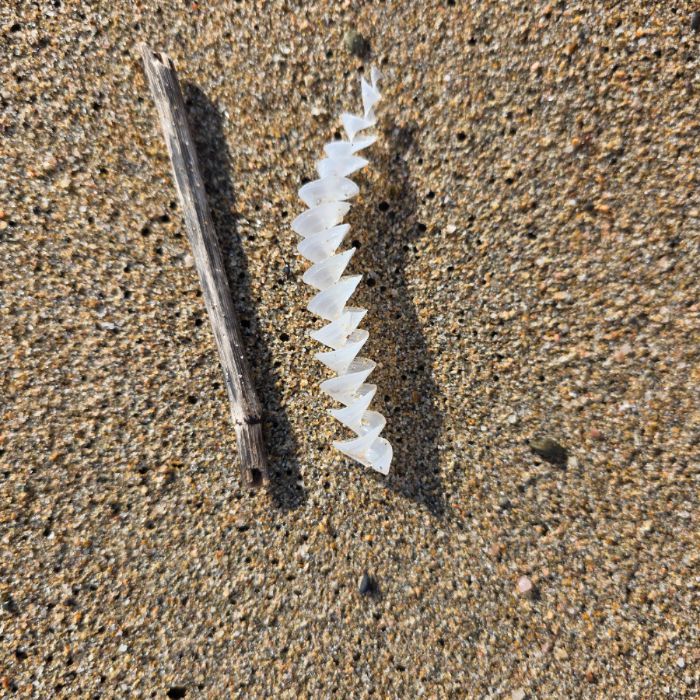  영덕군.동네.쓰레기.플로깅