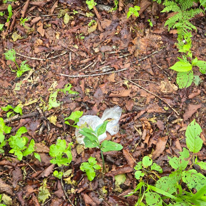  평창군.동네.쓰레기.플로깅