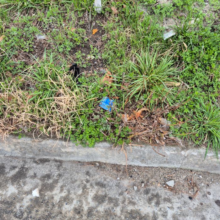  강릉시.동네.쓰레기.플로깅