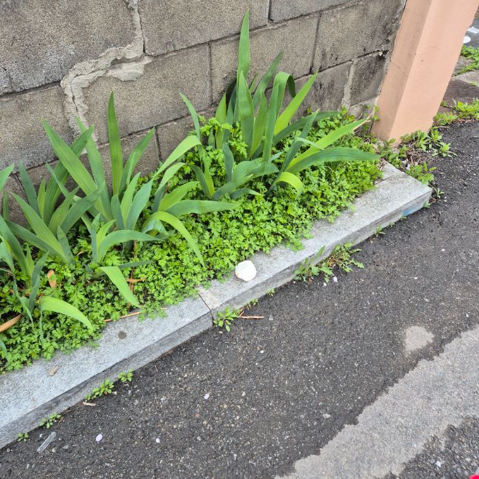  강릉시.동네.쓰레기.플로깅