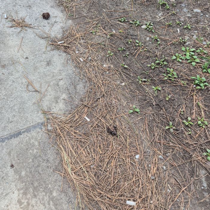  강릉시.동네.쓰레기.플로깅