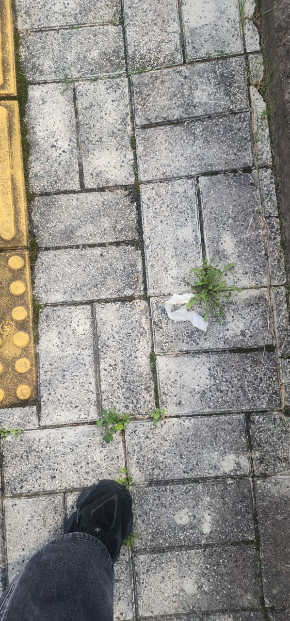  울진군.동네.쓰레기.플로깅